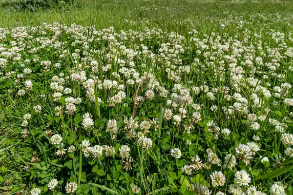 Trébol Blanco Rastrero Latin Trifolium Repens Florece Prado — Foto de Stock