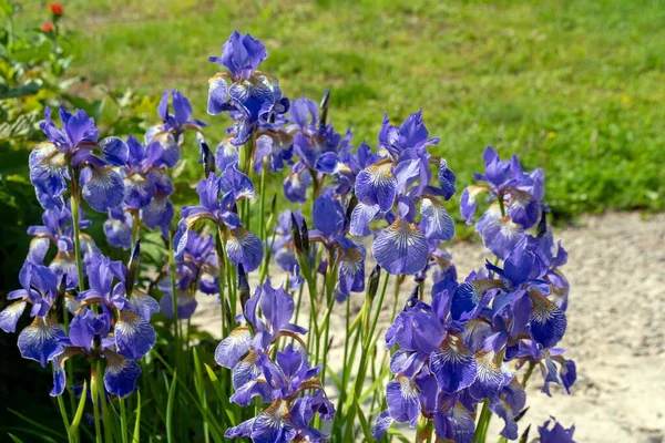 Blooming Iris Ornamental Garden Backdrop Lawn Sunny Summer Day — Stock Photo, Image