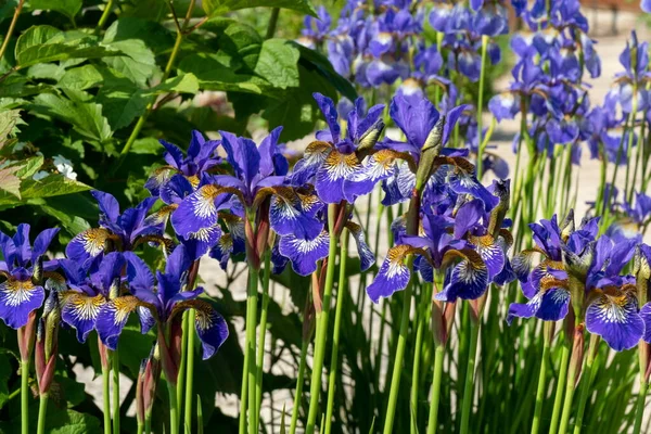 Bushes Blooming Ornamental Garden Iris Garden Sunny Summer Day — Stock Photo, Image