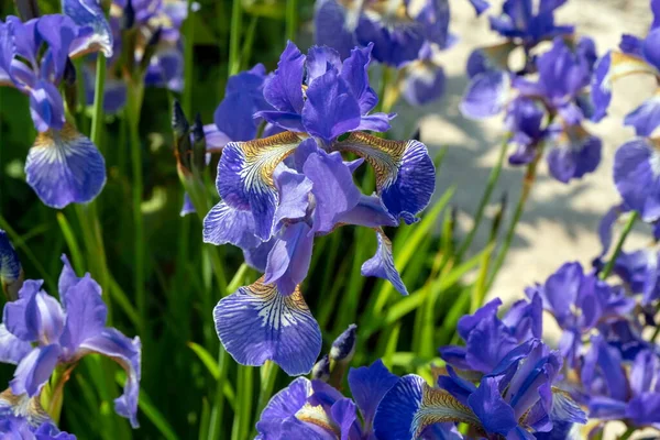 Flowers Decorative Garden Iris Close Sunny Summer Day — Stock Photo, Image