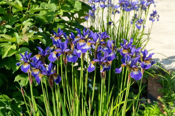 Blooming Iris Bushes Ornamental Garden Viburnum Sunny Summer Day — Stock Photo, Image