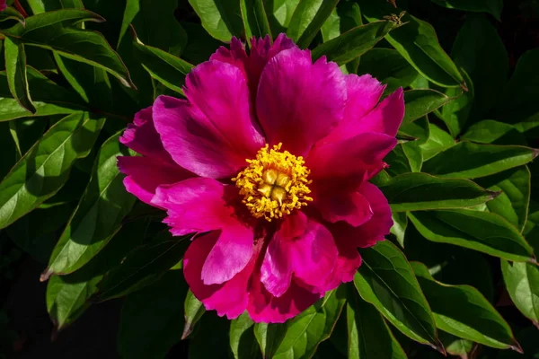 Een Tuin Pioenroos Bloem Lat Paenia Met Een Gele Kern — Stockfoto