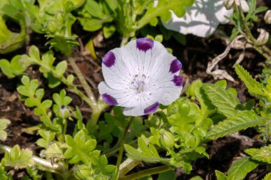 Bahçe örtüsü, Nemophila maculata 'nın gösterişsiz çiçeği, mor noktalı beyaz, güneşli bir yaz gününde yakın plan.