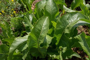 Yaban turpunun çalıları (Latince Armorcia rusticna), çok yıllık bir sebze bitkisi, güneşli bir yaz gününde sebze bahçesinde yetişir.