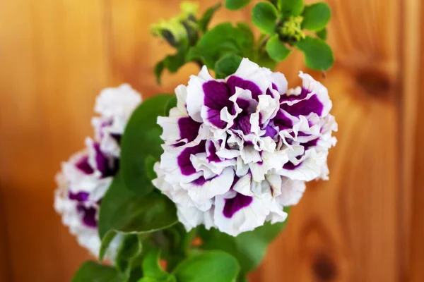 Terry Petunia Bloem Pirouette Parel Close Een Houten Achtergrond — Stockfoto