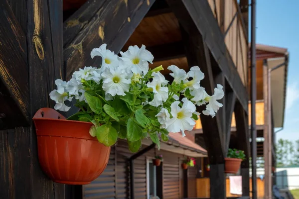 Flowerpot Blooming White Petunia Mambo Variety Hangs Wooden Post House — Stock Photo, Image