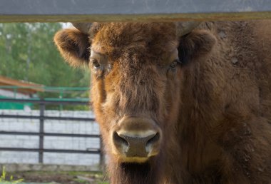 Bizon bonasus namlu.