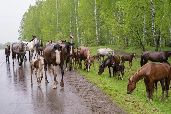 Стадо лошадей у дороги . — стоковое фото
