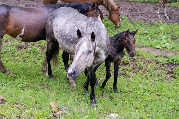 A horse with a foal are grazing on grass. — Stock Photo, Image