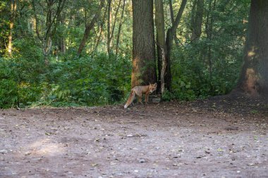 Ormandaki vahşi tilki merceğe bakıyor.