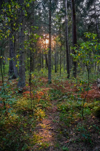 Sunbeams at sunset make their way through trees in the forest — Stock Photo, Image