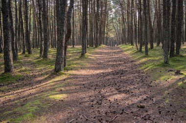 Çam ormanlarında dans eden külahlarla dolu yol, ulusal park Kurshsraya Rosa