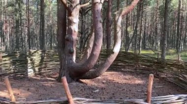 Kamera kıvrımlı çok namlulu çam boyunca yukarı doğru hareket ediyor, kökten taçlara kadar.