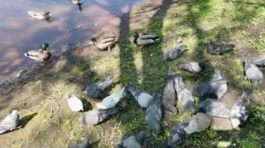 Güvercinler ve ördekler güneşli bir günde şehir parkındaki bir göletin kıyısında tahıl ve ekmek gagalarlar.