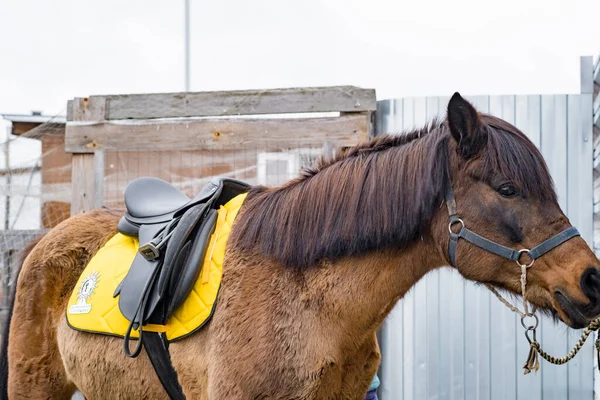 Bay Dressurpferd Und Reiterin Beim Springwettbewerb Hintergrund Pferdesport Bay Horse — Stockfoto