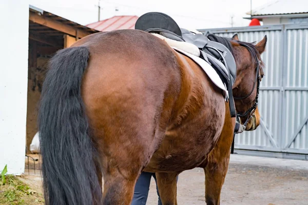 Bay Dressurpferd Und Reiterin Beim Springwettbewerb Hintergrund Pferdesport Bay Horse — Stockfoto