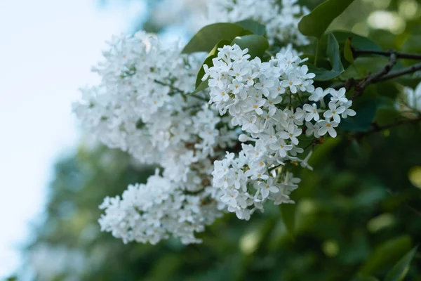 Fresh Blossomed White Lilac Green Leaves Blossoming Common Lilacs Bush — Stock Photo, Image