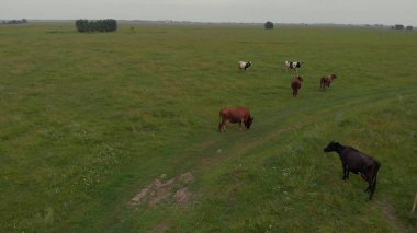 Yeşil bir tarlada güzel mavi gökyüzü olan inekler. Sığır sürüsü inekleri, güzel sığır sürüleri büyük hayvanlar çayır bozkırlarında yeşil otlar yerler. Tarım arazisi. Süt üretim sığırı