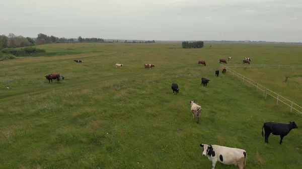 Widok Powietrza Stado Krów Zielonej Łące Pobliżu Rzeki Dron Zdjęcie — Zdjęcie stockowe