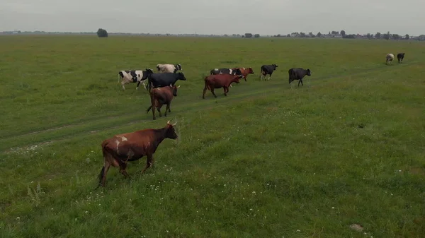Horní Pohled Krávy Zeleném Poli Krásnou Modrou Oblohou Stádo Býků — Stock fotografie