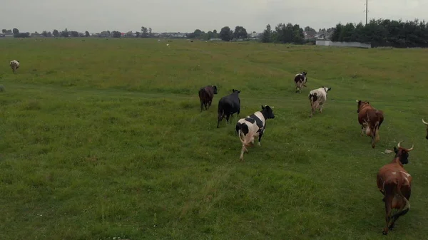 Aerial view of the herd of cows at green meadow near with river. Drone photo of plein air of river and green field with herd of cows. trees in the background.