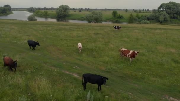 Kühe Von Oben Einem Grünen Feld Mit Wunderschönem Blauen Himmel — Stockvideo