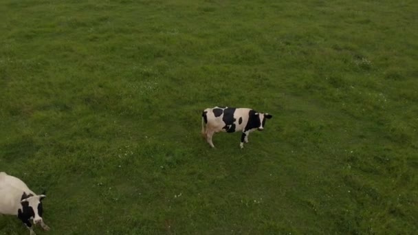 在美丽的蓝天的绿地里俯瞰奶牛 牛群牛群 漂亮的牛畜群 大牛在草地草场吃青草 农业景观 牛奶生产牛肉 — 图库视频影像