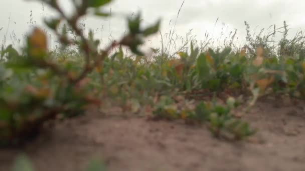 Luftaufnahme Der Rinderherde Auf Einer Grünen Wiese Der Nähe Des — Stockvideo