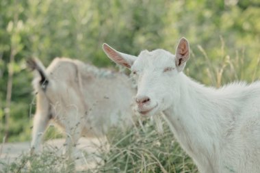 Keçiler doğada. Profil portresi keçileri. Bulanık doğal arka planda beyaz boynuzlu bir keçi kafası. Keçi çiftliğinin çayırında beyaz keçiler. Keçi. Köydeki bir çiftlikteki keçinin portresi.