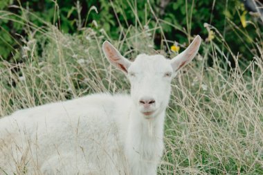 Keçiler doğada. Bulanık doğal arka planda beyaz boynuzlu bir keçi kafası. Keçi çiftliğinin çayırında beyaz keçiler. Keçi. Köydeki bir çiftlikteki keçinin portresi.