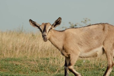 Keçiler doğada. Bulanık doğal arka planda kahverengi boynuzlu bir keçi kafası. Ryazan tarlasında koyun sürüsü ve keçi sürüsü