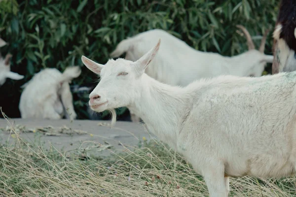 Goats Nature Profile Portrait Goats White Horned Goat Head Blurry — Stock Photo, Image