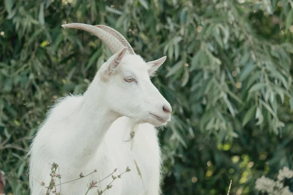 Goats Nature Profile Portrait Goats White Horned Goat Head Blurry — Stock Photo, Image