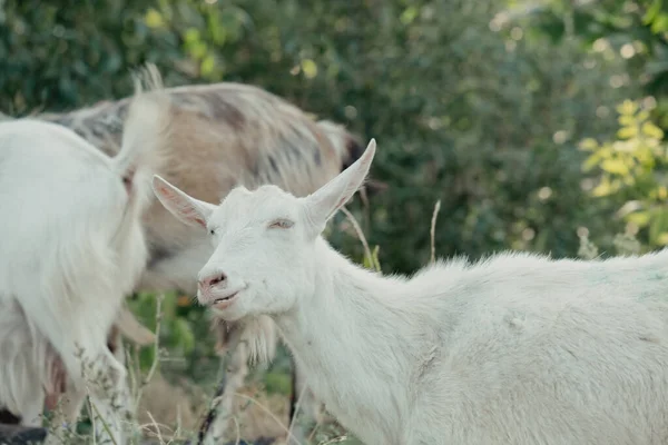 Goats Nature Profile Portrait Goats White Horned Goat Head Blurry — Stock Photo, Image