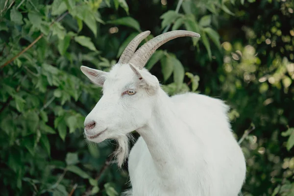 Cabras Natureza Retrato Perfil Cabras Uma Cabeça Cabra Com Chifres — Fotografia de Stock