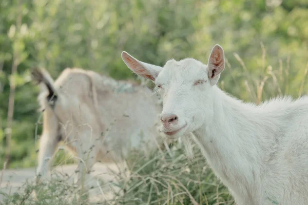 Goats Nature Profile Portrait Goats White Horned Goat Head Blurry — Stock Photo, Image