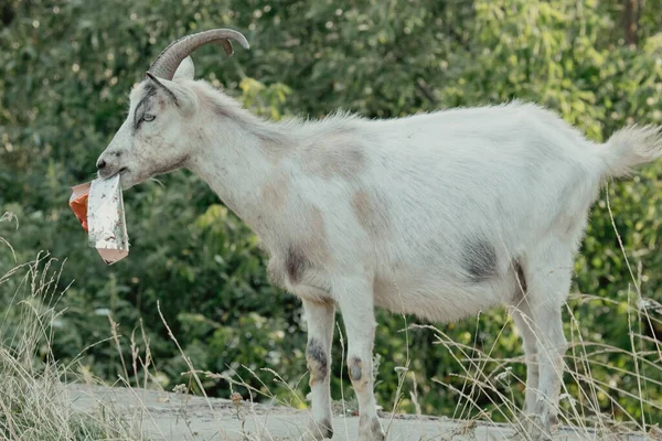 Goats Nature White Horned Goat Head Blurry Natural Background Goat — Stock Photo, Image