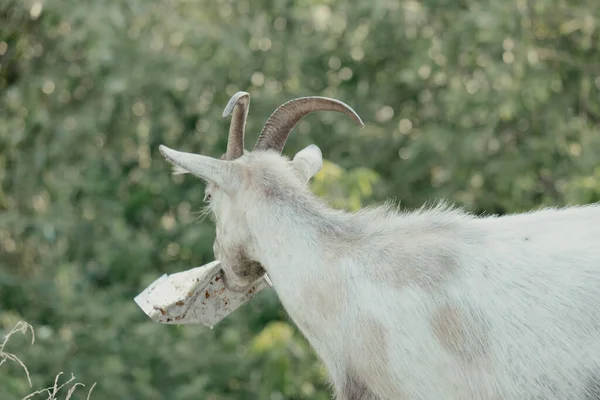 Goats Nature White Horned Goat Head Blurry Natural Background Goat — Stock Photo, Image