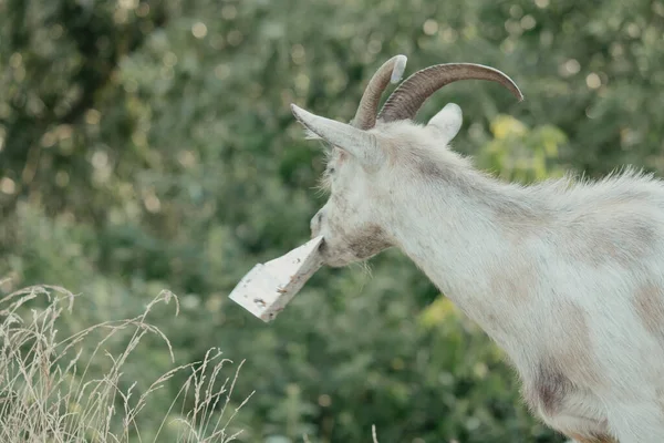 Goats Nature White Horned Goat Head Blurry Natural Background Goat — Stock Photo, Image