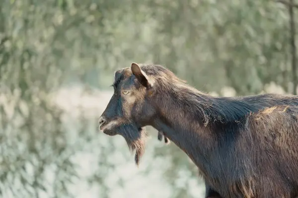 Goats Nature White Horned Goat Head Blurry Natural Background White — Stock Photo, Image