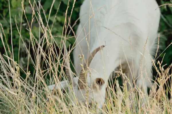 Kozy Přírodě Bílá Rohatá Kozí Hlava Rozmazaném Přírodním Pozadí Bílé — Stock fotografie