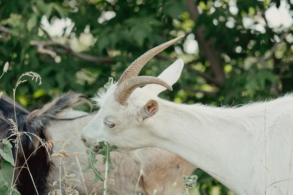 Goats Nature White Horned Goat Head Blurry Natural Background White — Stock Photo, Image