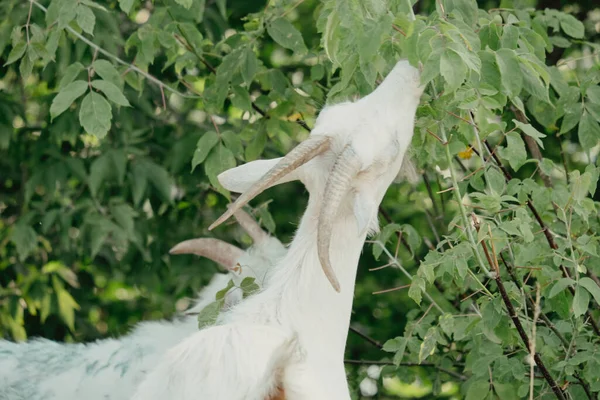 Goats Nature White Horned Goat Head Blurry Natural Background White — Stock Photo, Image