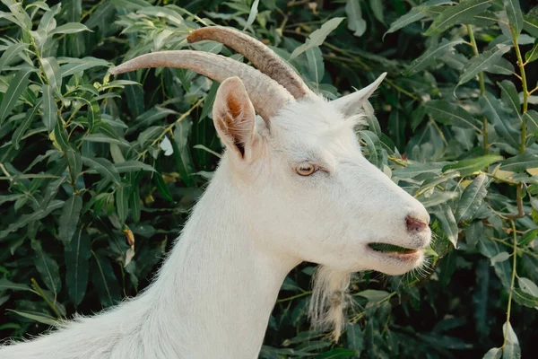 Ziegen Der Natur Ein Weißer Gehörnter Ziegenkopf Auf Verschwommenem Natürlichen — Stockfoto