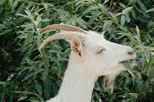 Capre Natura Una Testa Capra Cornuto Bianco Sfondo Naturale Sfocato — Foto Stock