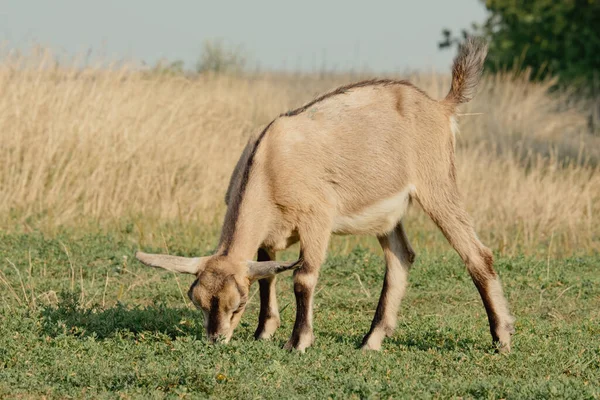 Keçiler Doğada Bulanık Doğal Arka Planda Kahverengi Boynuzlu Bir Keçi — Stok fotoğraf