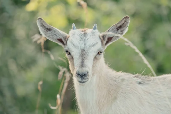 Goats Nature Horned Goat Head Blurry Natural Background White Goats — Stock Photo, Image