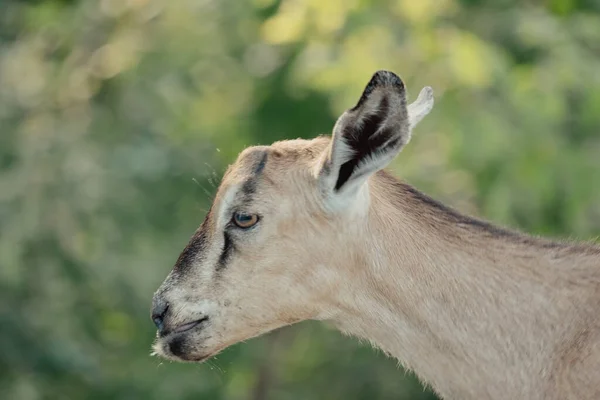 Goats Nature Horned Goat Head Blurry Natural Background White Goats — Stock Photo, Image