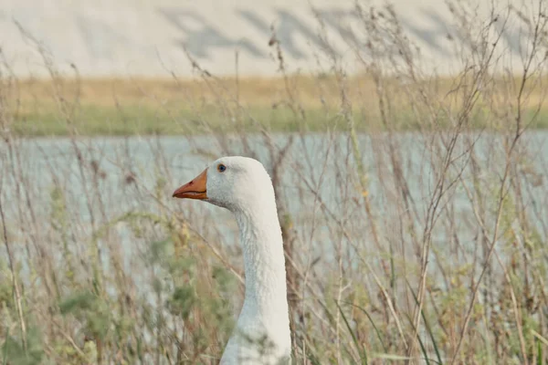 Oie Blanche Près Lac Canard Oie Dans Nature Jusqu Dernière — Photo