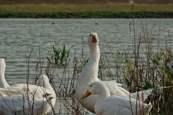 White Goose Lake Duck Goose Nature Last Hour Flock White — Stock Photo, Image